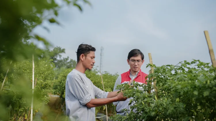 Pulih Pasca Banjir, Kelompok Tani Pertamina EP Rantau Panen Cabai