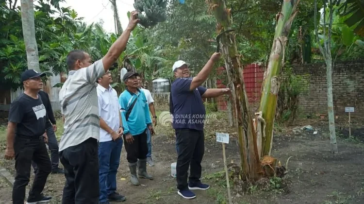 Bupati Asahan Panen Perdana Pisang Kepok Abu Hijau Surya