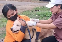Vaksinasi Rabies Gratis, 312 Hewan Terlayani