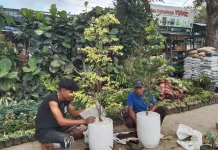 Peluang Usaha Tanaman Kian Menjanjikan di tengah Tren Gaya Hidup Hijau