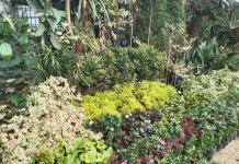 Tanaman Hijau Jadi Pilihan, Warga Semakin Peduli Lingkungan dan Kesehatan