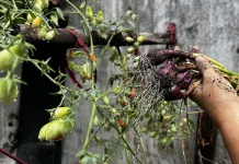 Urban Farming Jadi Solusi Warga Kota, Hemat Belanja hingga Redakan Stres