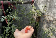Urban Farming, Langkah Sederhana Jaga Kesehatan di tengah Hiruk-Pikuk Kota
