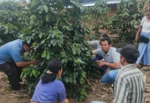 Dinas Pertanian Dairi: Sosialisasikan Pembuatan POC untuk Petani Kopi