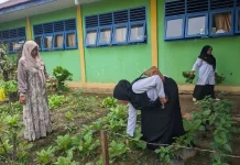 MTsN 1 Palas Sukses Panen Sawi Hijau Hasil Program Ekoteologi