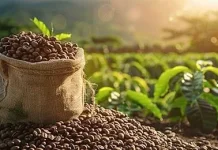 Simfoni Kopi Karo, Bangkit dari Abu Vulkanik menuju Cangkir Dunia