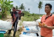 Kelompok Tani Sehati  Panen Jagung