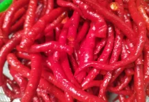 Konsumsi Cabai Mampu Redakan Hidung Tersumbat