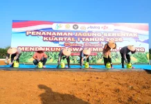 Penanaman Jagung Serentak Kwartal 1, Dukung Ketahanan Pangan Nasional