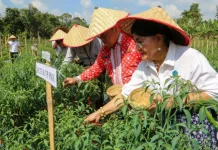 Wali Kota Pematangsiantar Panen Perdana Cabai Program Contract Farming