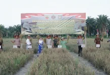 Kodim 0208 Asahan Bersama Forkopimda Panen Padi Gogo