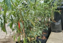 Pentingnya Menanam Cabai dan Tanaman Pangan di Pekarangan Kian Dirasakan