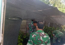 Danramil 04/Tigalingga Kerahkan Personel Siapkan Ratusan Bibit Unggul