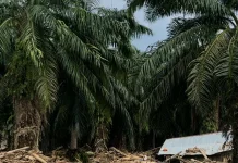 Harga Sawit Naik, Kenaikan Pupuk Tekan Pendapatan Petani