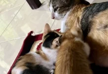 Bukan Sekadar “Meong”, Ini Arti Suara Kucing yang Sering Diabaikan Pemilik