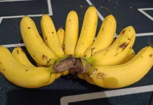 Selain Sumber Energi, Pisang juga Bantu Kurangi Mual saat Hamil