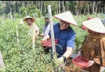 Bupati Deli Serang Panen Cabai Bersama Petani
