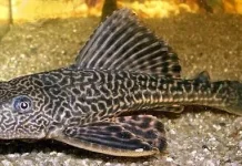 Ikan Sapu-Sapu Bisa Dimakan? Ini Fakta yang Bikin Kaget