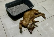 Kucing Pipis Sembarangan? Ini Cara Efektif Mengatasinya tanpa Perlu Marah