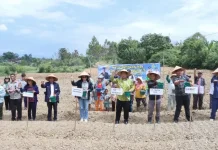 Bupati Samosir Tanam Bawang Putih di Simanindo