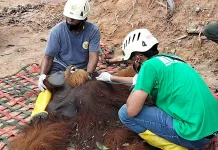 BBKSDA Sumut Rescue dan Translokasi Orangutan Sumatera (Pongo abelii) di Langkat