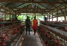 Babinsa Dorong UMKM dan Stabilitas Pangan Warga