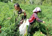 Bukti Kedekatan Babinsa dan Petani Cabai di Desa Pardomuan