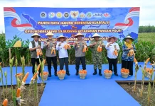 Panen Raya Jagung Serentak, Presiden Tekankan Pentingnya Swasembada Pangan