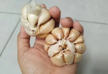 Obat Herbal yang Bantu Melengkapi Pengobatan Pasca Stroke