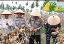 Dukung Ketahanan Pangan, Polres Tanjungbalai Gelar Panen Raya