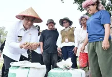 Bupati Samosir Tinjau Panen Padi di Nainggolan