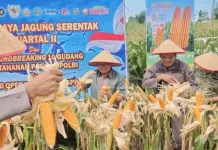 Wakil Bupati Karo Hadiri Panen Raya Jagung Serentak Dukung Swasembada Pangan 2026