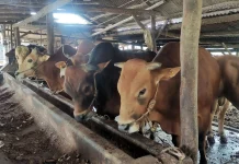 Distanpang Sumut Ingatkan Pentingnya Kesejahteraan Hewan Kurban