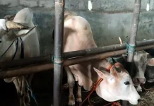 Distanpang Sumut Tekankan Penyembelihan Kurban Sesuai Syariat dan Higienis