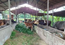 PDHI Sumut Imbau Pemotongan Hewan Kurban Dilakukan di RPH