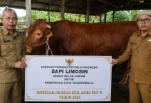 Pemko Tanjungbalai Mendapat Hewan Kurban Berbobot 820 Kilogram dari Presiden RI