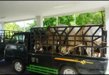 Pemkab Deli Serdang Terima 14 Ekor Hewan Kurban