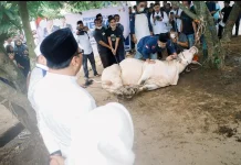 Pemkab Dari Serdang Sembelih 54 Sapi dan 5 Ekor Kambing