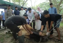 Pemkab Asahan Sembelih 101 Hewan Kurban