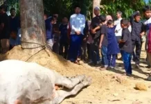 Bupati Labusel Serahkan 7 Ekor Sapi untuk Lansia