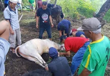 Masjid Nurul Hidayah Dusun XII Muliorejo Sembelih 14 Hewan Kurban