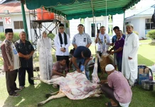 Dana Swadaya ASN Tanjungbalai Hasilkan Belasan Sapi Kurban