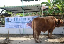 Sapi Limosin 820 Kg dari Presiden Diberikan ke Masyarakat Tanjungbalai
