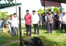 Pemkab Labusel Sembelih 56 Hewan Kurban, Wujud Kepedulian dan Kebersamaan