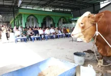 Sapi Bantuan dari Presiden Disembelih, Masyarakat Asahan Apresiasi