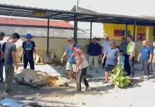 Polres Pelabuhan Belawan Laksanakan Penyembelihan Hewan Kurban Iduladha 1447 H
