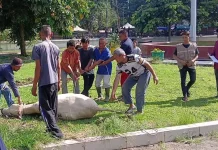 Pemotongan Sapi Kurban Melambat, Sinyal Warga Mulai Rem Belanja