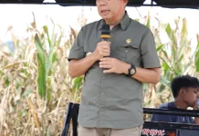 Panen Jagung Betras 32 di Arse Nauli Tapsel Capai 8 Ton per Hektare