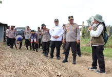 Bupati Samosir dan Kapolda Sumut Tinjau Pengembangan Bawang Putih