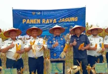 Ikuti Panen Raya Jagung, Wabup Asahan Apresiasi